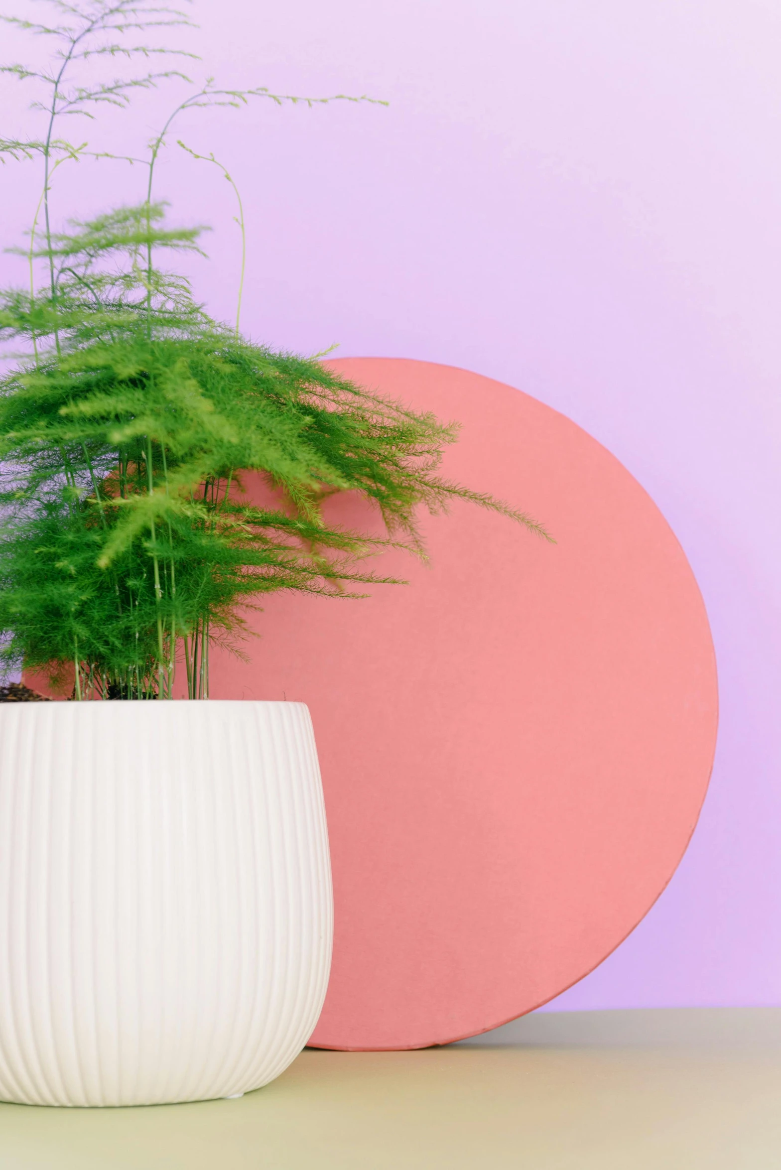 a potted plant sitting on top of a table, inspired by Wes Anderson, trending on unsplash, postminimalism, vibrant light color scheme, fern, rounded architecture, orange and purple color scheme