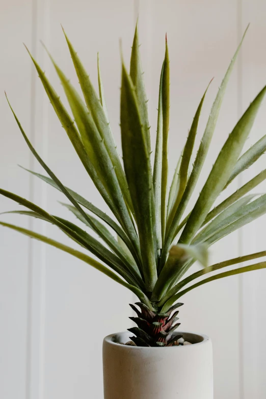 a close up of a potted plant on a table, by Elizabeth Charleston, pineapple, large crown, long spikes, indoor