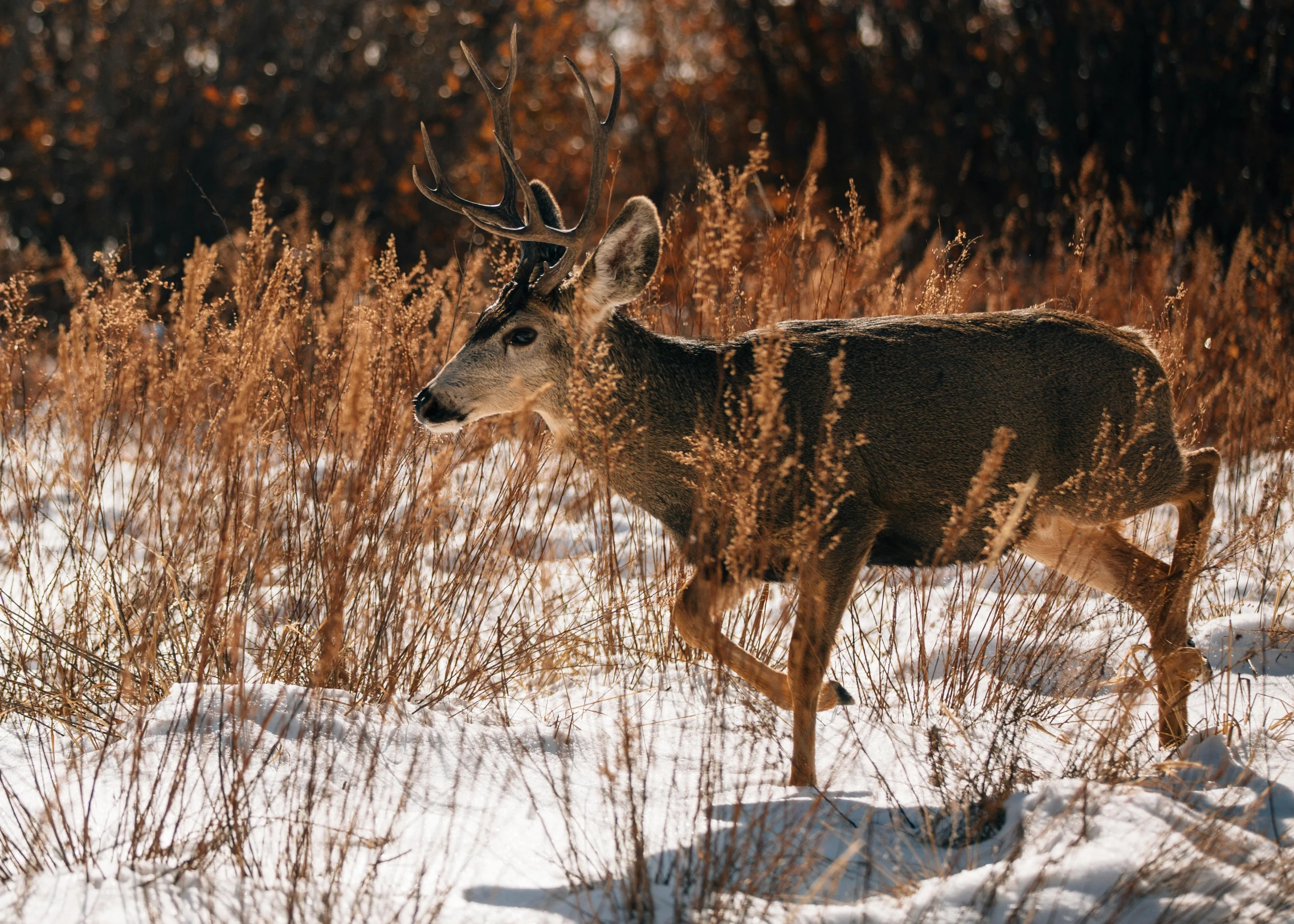 a deer that is standing in the snow