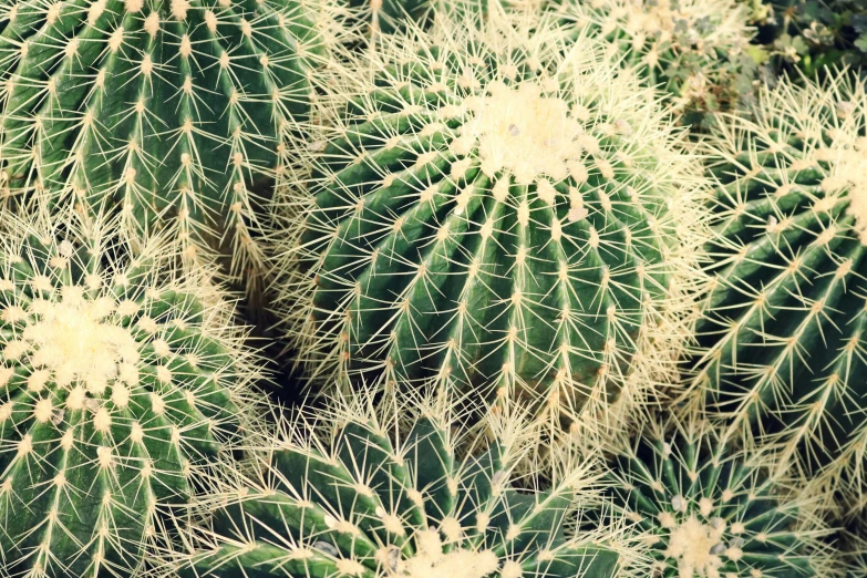 a close up of a bunch of cactus plants, a picture, inspired by Elsa Bleda, pexels, process art, shot on iphone 6, spiky skin, an intricate, on a canva