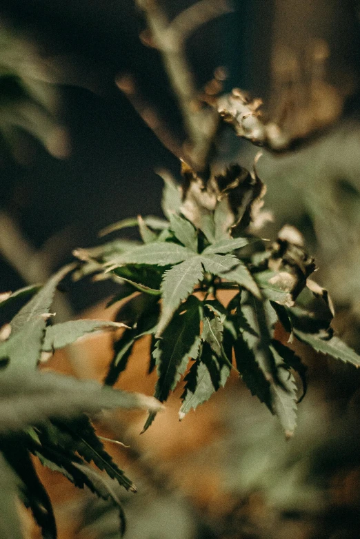 a close up of a plant with leaves, unsplash, hurufiyya, marijuana trees, poor quality, slight bloom, low detailed