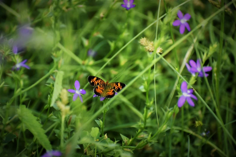 a butterfly sitting on top of a purple flower, by David Garner, unsplash, renaissance, hiding in grass, fan favorite, iphone photo, grass and weeds