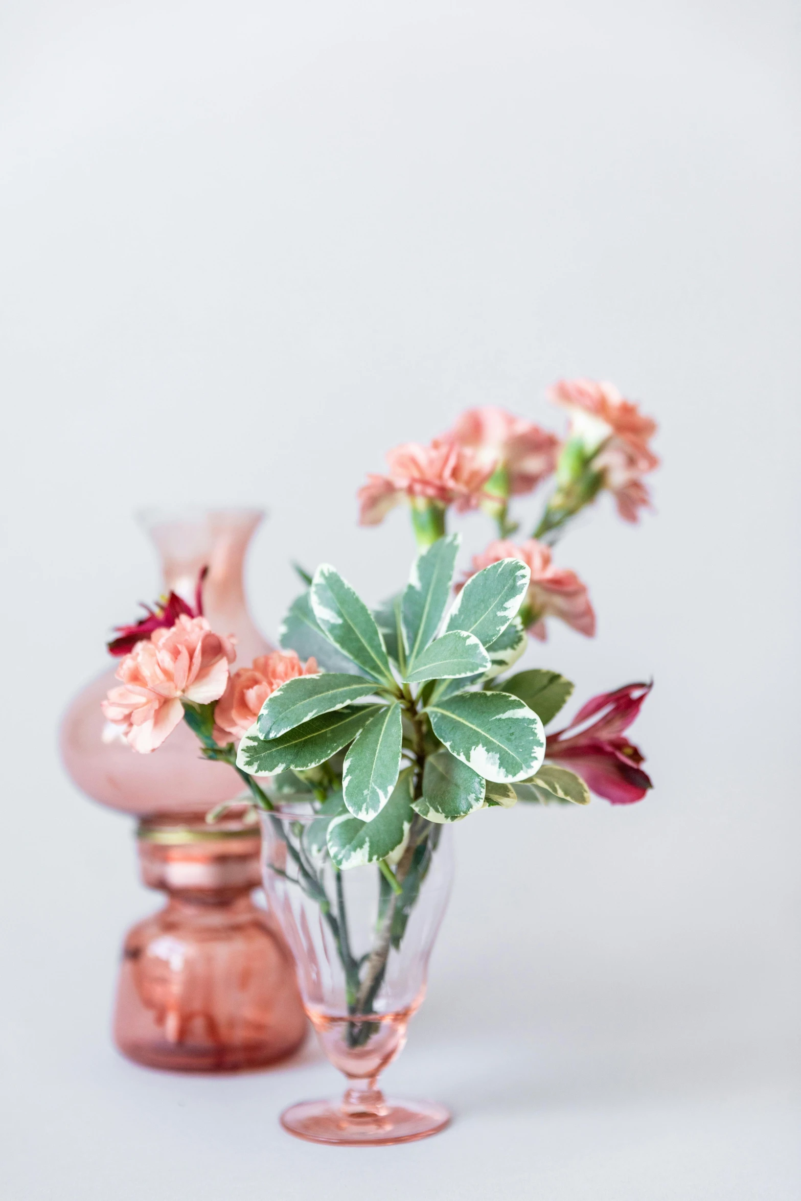 a close up of a vase with flowers in it, petal pink gradient scheme, curated collection, carnation, on clear background