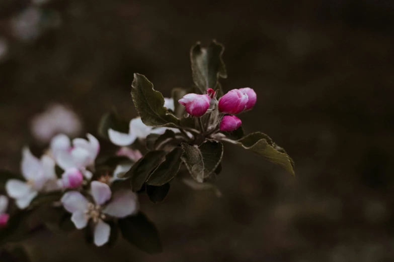 a close up of a flower on a tree, inspired by Elsa Bleda, unsplash, apple trees, sombre mood, low quality photo, brown and pink color scheme