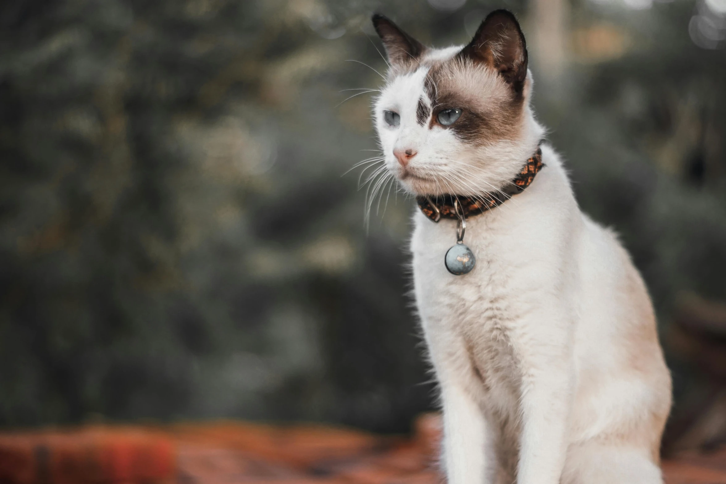 a close up of a cat wearing a collar, a colorized photo, trending on unsplash, dressed in a beautiful white, wearing steel collar, guide, blue-eyed