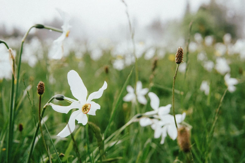 a field filled with lots of white flowers, by Adam Marczyński, unsplash, wet grass, background image, cottagecore, instagram post