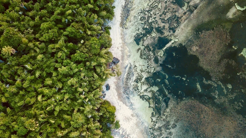 an aerial view of a body of water surrounded by trees, by Carey Morris, unsplash contest winner, hurufiyya, tropical reef, full of greenish liquid, technology vs nature, beach trees in the background