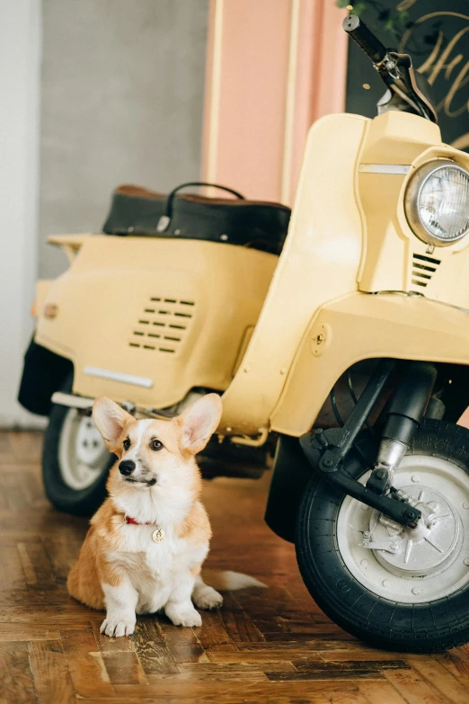 a brown and white dog sitting next to a yellow scooter, trending on unsplash, vintage cars, pastel', corgi, 1 9 6 0 s cafe racer