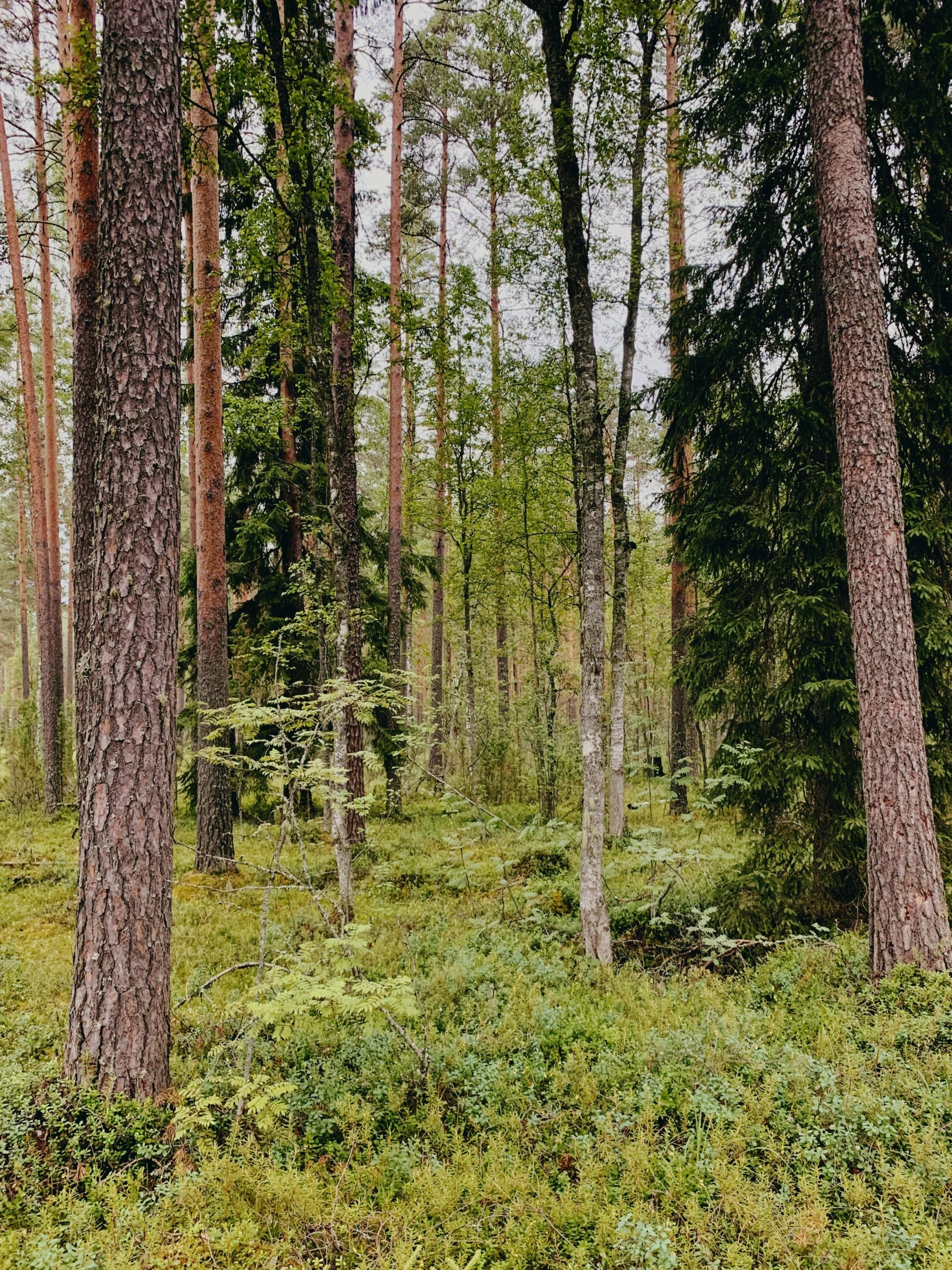 a bear standing in the middle of a forest, inspired by Eero Järnefelt, unsplash, hurufiyya, view of forest, trees. wide view, ((trees)), taken on iphone 14 pro