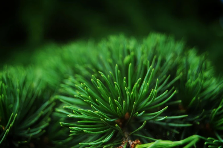 a close up of a pine tree branch, a macro photograph, unsplash, green fire, detailed photograph high quality, forest floor, fine details 8k octane rendering