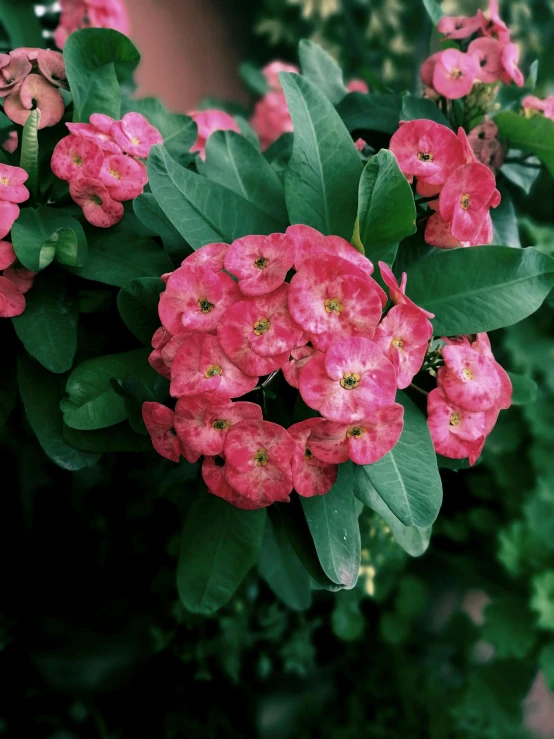 a bush of pink flowers with green leaves, a colorized photo, trending on unsplash, crown of thorns, high angle close up shot, mid 2 0's female, listing image