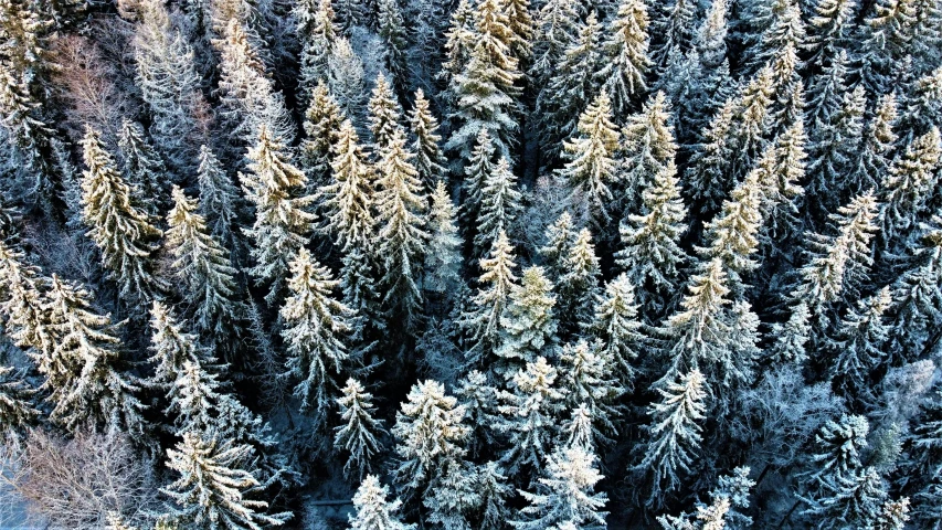 a group of trees that are covered in snow, by Anna Haifisch, drone photograpghy, ((trees)), fine detail post processing, black fir