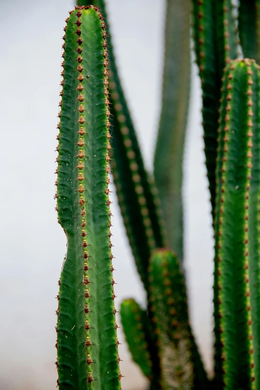 a close up of a cactus plant in a pot, a macro photograph, by Carey Morris, hurufiyya, a pair of ribbed, tall thin, detailed product image, detail shot