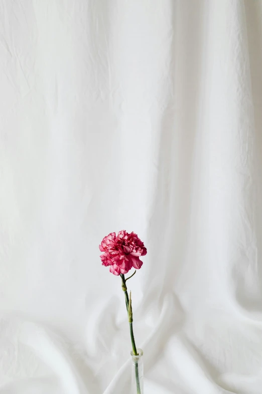 a single pink carnation sitting in a glass vase, unsplash, romanticism, made of silk paper, in front of white back drop, 165 cm tall, she's sad