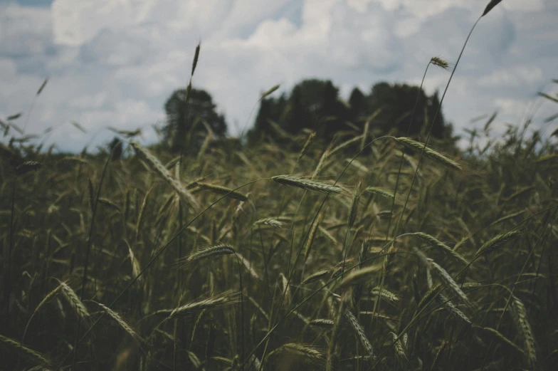 a field of tall grass under a cloudy sky, a picture, unsplash, visual art, malt, grain”, multiple stories