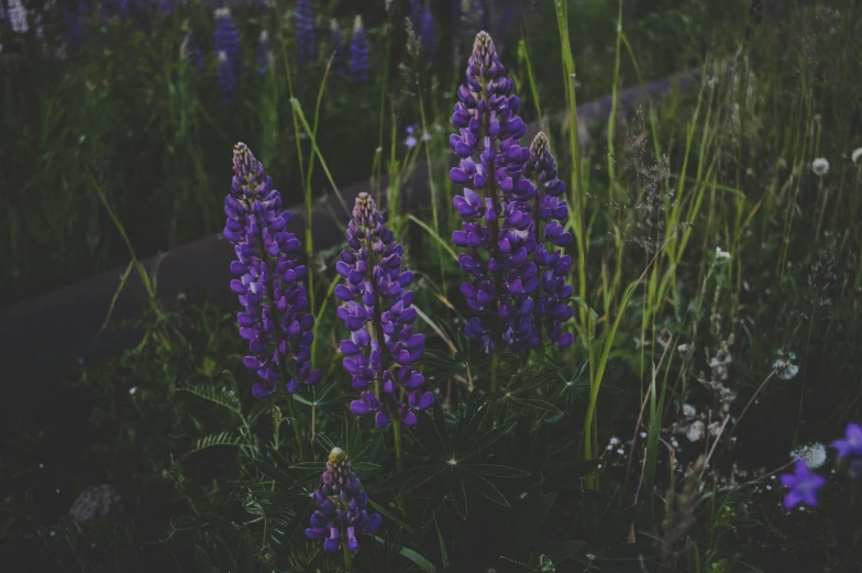 a bunch of purple flowers in a field, unsplash, mediumslateblue flowers, dark, well built, prairie