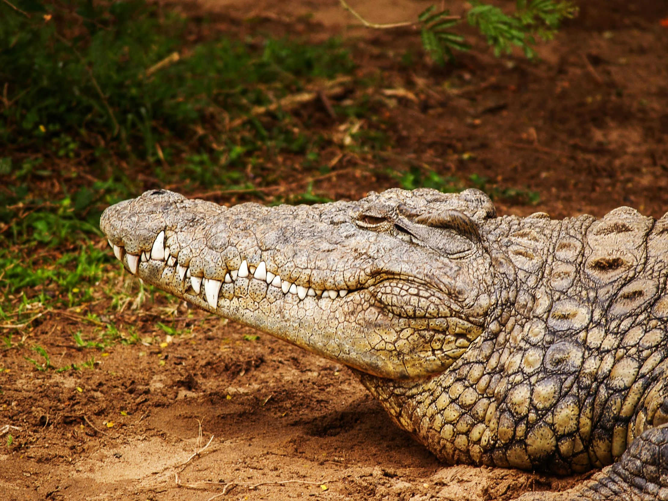 a crocodile that is laying down in the dirt, pixabay, hurufiyya, unmistakably kenyan, gorgeous lady, with a white muzzle, fan favorite