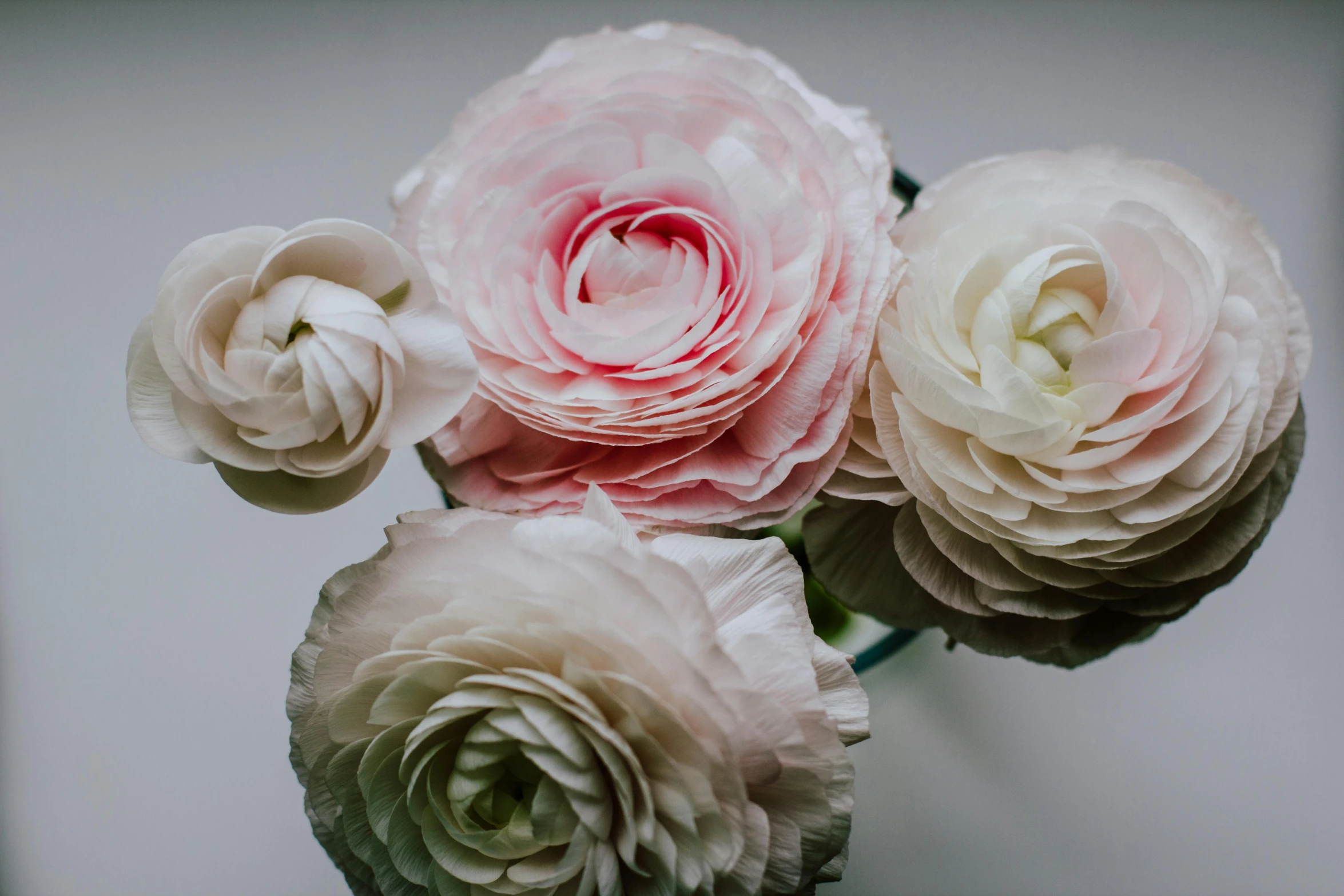 a vase filled with pink and white flowers, by Carey Morris, pexels contest winner, soft window light, close-up product photo, various posed, rose quartz