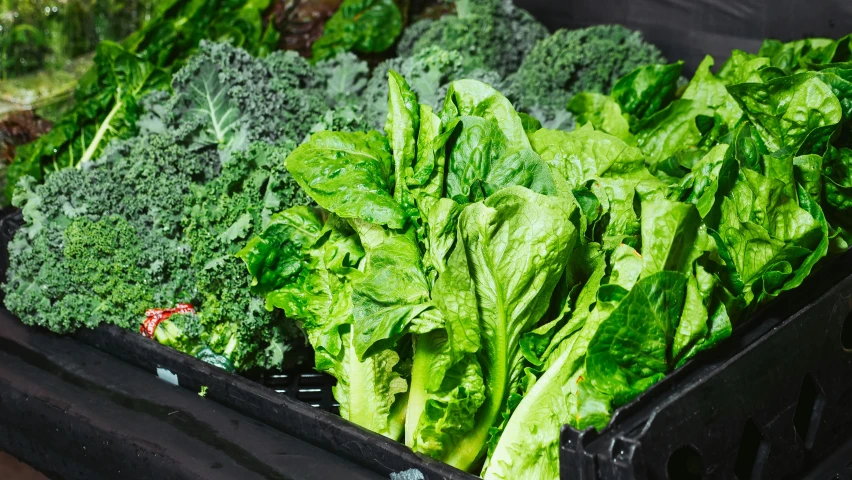 a crate filled with lettuce sitting on top of a table, dark green leaves, vibrant green, a brightly coloured, green facemask