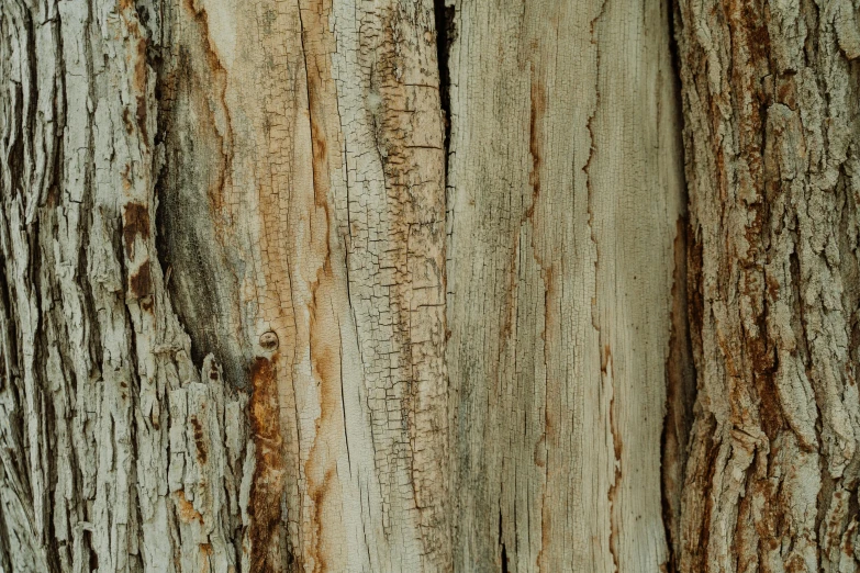 a close up of the bark of a tree, by Peter Churcher, trending on pexels, gradient brown to white, ((trees)), 4k detail post processing, textured canvas