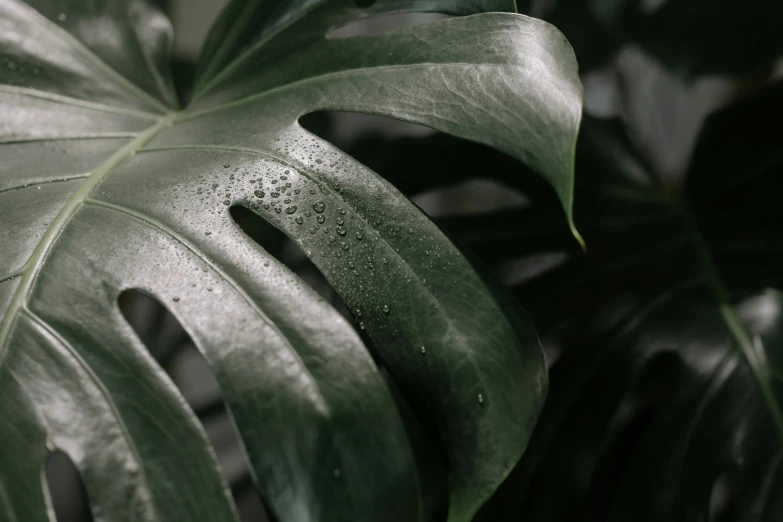 a close up of a leaf of a plant, trending on pexels, wet atmosphere, monstera deliciosa, cooked, alessio albi