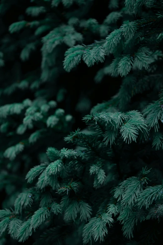 a close up of a green pine tree, inspired by Elsa Bleda, pexels contest winner, night mood, with soft bushes, like a catalog photograph, holiday season