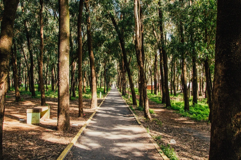 a tree lined path in the middle of a forest, by Luis Miranda, parks and public space, fan favorite, são paulo, eucalyptus forest background