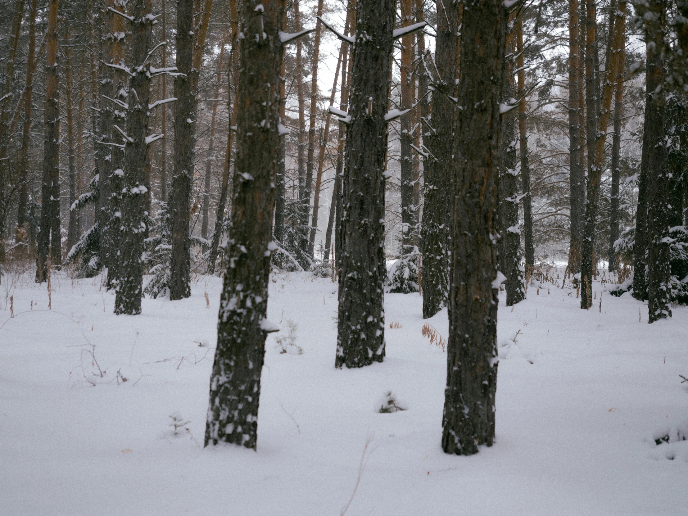 a snow covered forest filled with lots of trees, inspired by Ivan Shishkin, unsplash, land art, ((trees))