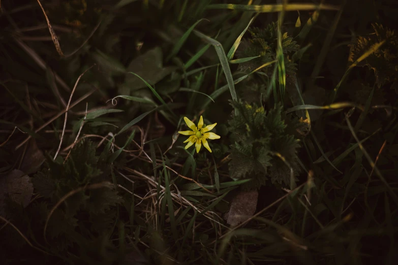 a yellow flower sitting on top of a lush green field, inspired by Elsa Bleda, unsplash, renaissance, forest floor, medium format, dark photo
