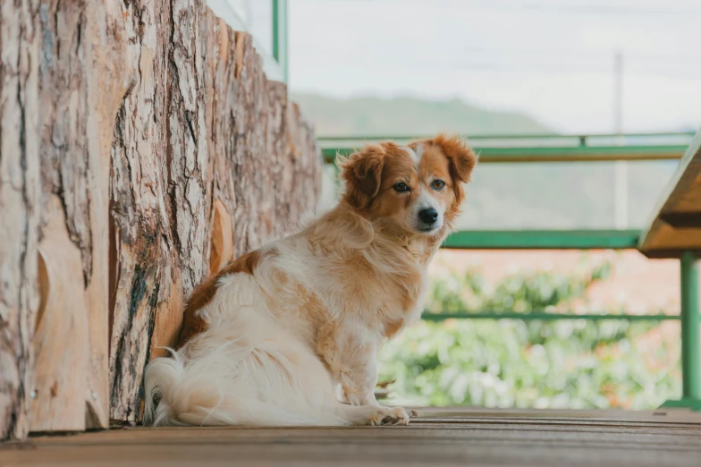 a brown and white dog sitting on top of a wooden floor, by Emma Andijewska, pexels contest winner, nature outside, manuka, rusty, transparent background