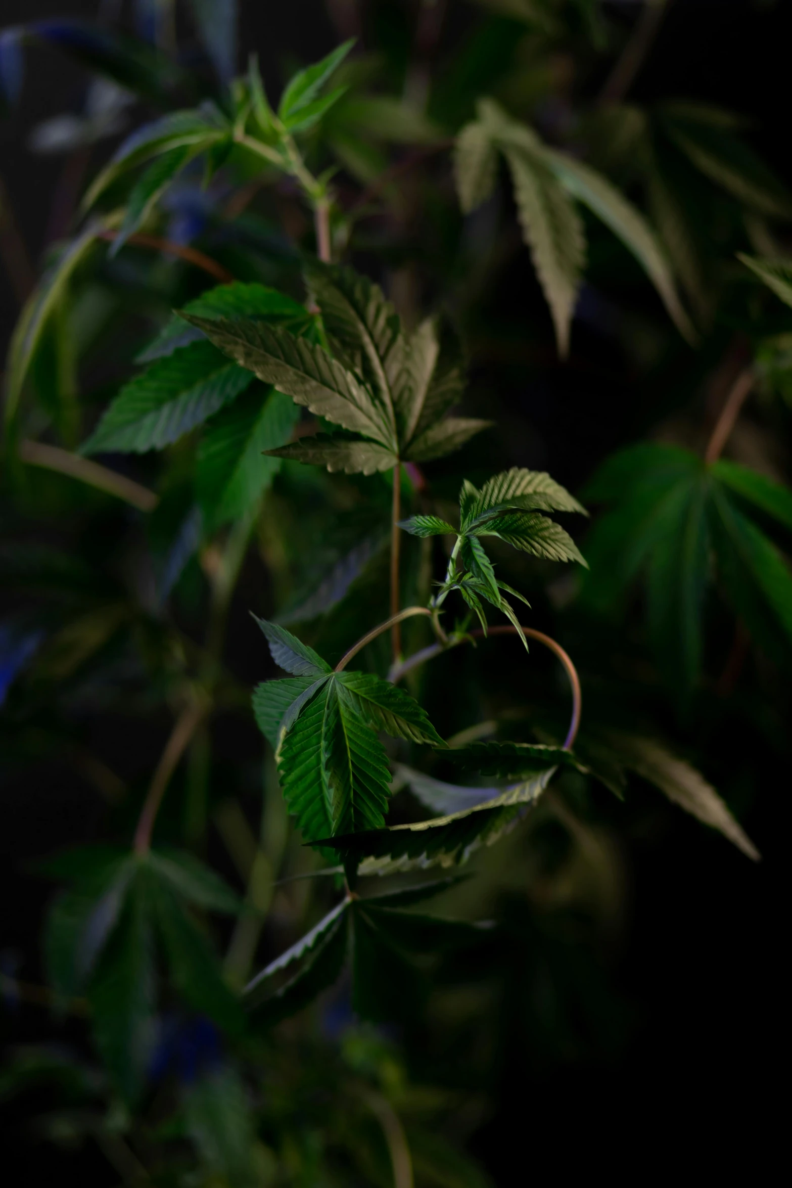 a close up of a plant with green leaves, inspired by Elsa Bleda, hemp, with photorealistic lighting, paul barson, “hyper realistic