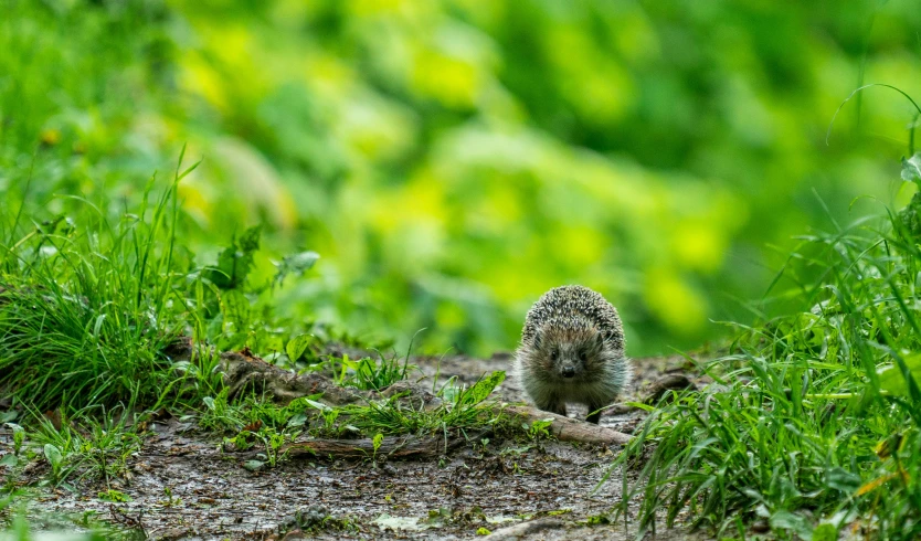 a small hedge sitting on top of a lush green field, a photo, by Jan Tengnagel, pexels contest winner, mingei, hedgehog, standing on rocky ground, elephant shrew, youtube thumbnail