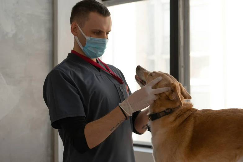 a man in a medical mask petting a dog, by Adam Marczyński, dentist, gray, profile image, brown