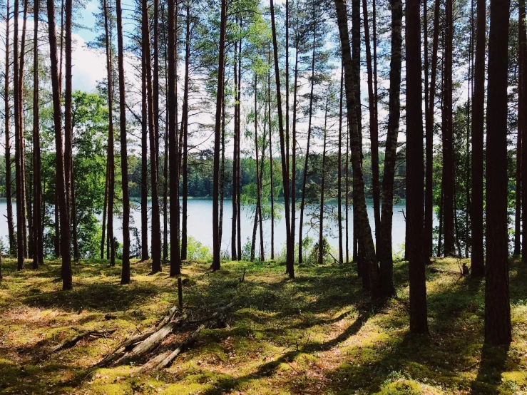 a forest filled with lots of trees next to a lake, by Jacob Kainen, unsplash, hurufiyya, forest picnic, iphone photo, anna podedworna, ((forest))