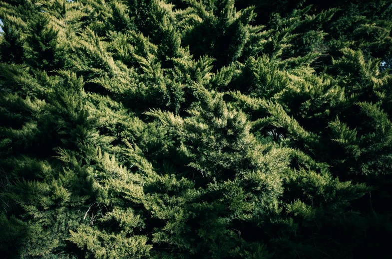 a red fire hydrant sitting next to a lush green tree, an album cover, by Carey Morris, unsplash, hurufiyya, bristlecone pine trees, detailed texture, dark green tones, seen from above