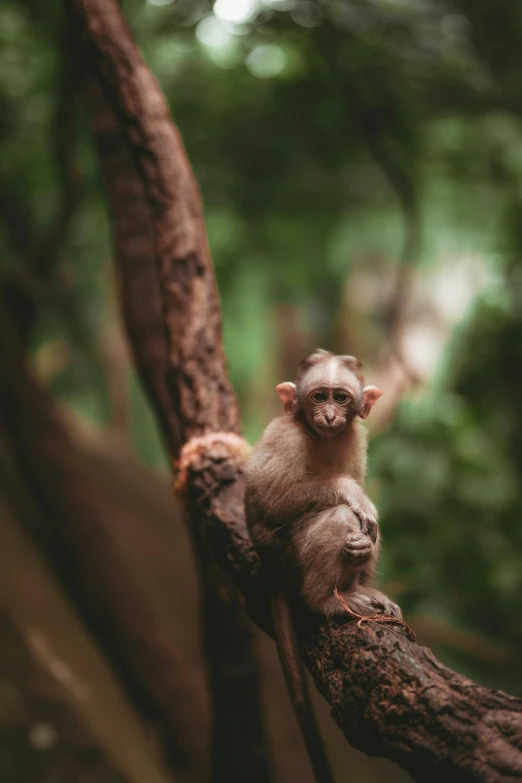 a small monkey sitting on top of a tree branch, trending on pexels, top down view, museum quality photo, multiple stories, paul barson