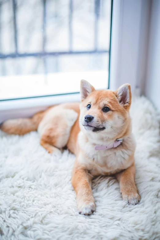 a close up of a dog laying on a rug near a window, inspired by Shiba Kōkan, trending on unsplash, pretty girl, fluffy'', looking confident, fashionable