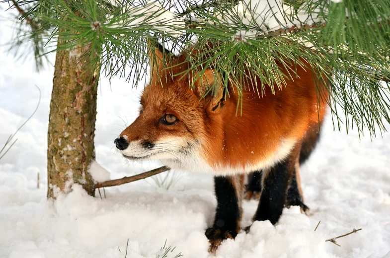 a red fox standing next to a tree in the snow, pexels contest winner, photorealism, closeup 4k, pet animal, mixed animal, hiding