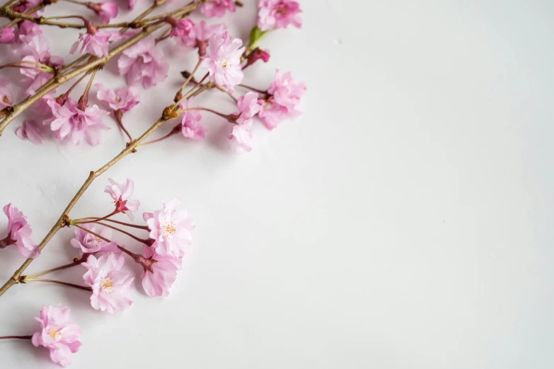 a bunch of pink flowers on a white surface, trending on unsplash, cherry trees, background image