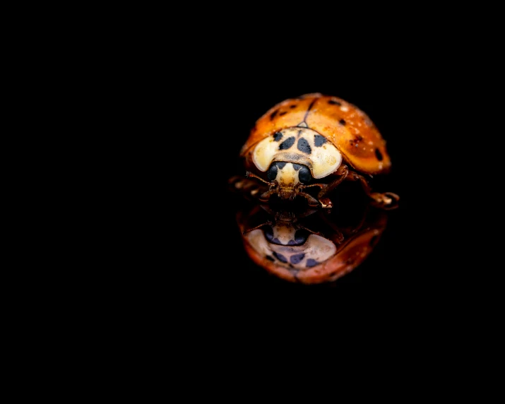 a ladybug sitting on top of a black surface, a macro photograph, pexels contest winner, mirror reflection, 🦩🪐🐞👩🏻🦳, reflections in copper, under a spotlight