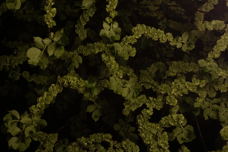 a street light sitting on top of a lush green tree, an album cover, inspired by Elsa Bleda, unsplash, conceptual art, intricate hyperdetail macrophoto, oak leaves, alessio albi, aerial photo night vision