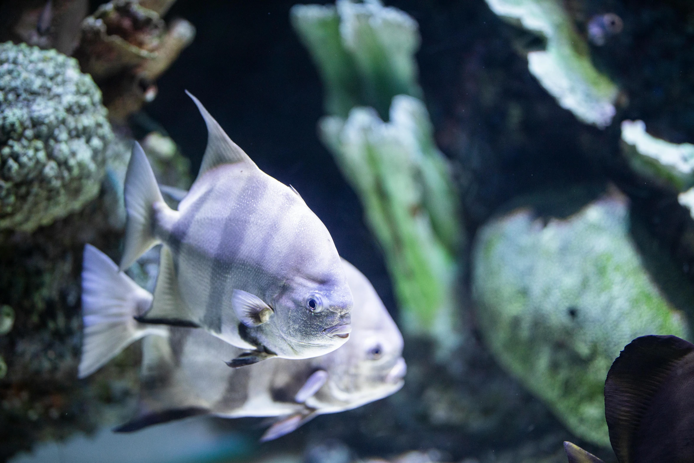 a close up of a fish in an aquarium, by Gwen Barnard, pexels contest winner, adult pair of twins, the lost city of atlantis, grey, snapshot