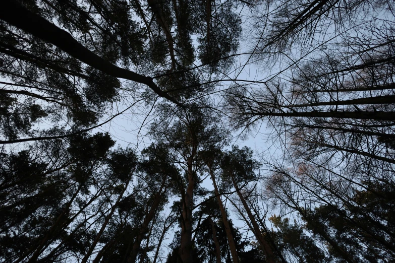 a forest filled with lots of tall trees, by Attila Meszlenyi, unsplash, land art, with branches reaching the sky, ((trees)), early evening, low angle fisheye view