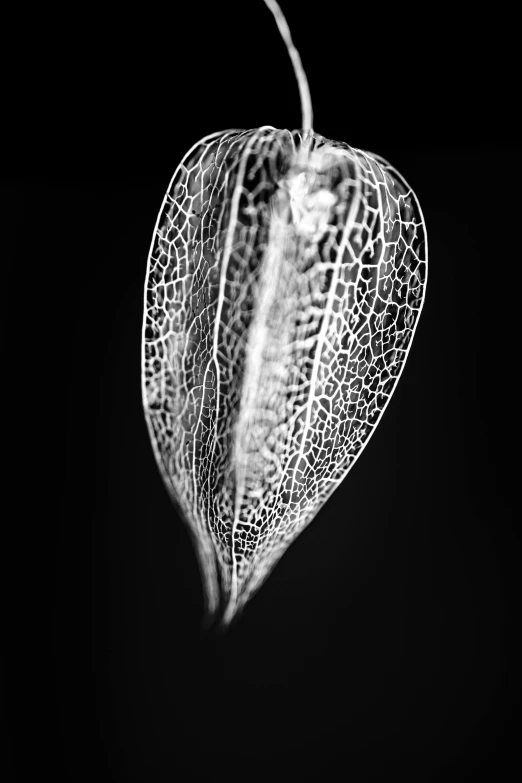 a black and white photo of a leaf, by Stefan Lochner, hurufiyya, full of glass. cgsociety, radiolaria, violet polsangi, made of leaf skeleton