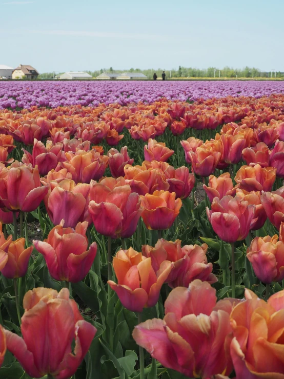 a field full of pink and orange tulips, draped in purple, dutch style, humongous view, walking down