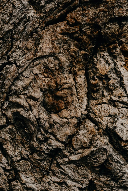 a close up of the bark of a tree, an album cover, by Jesper Knudsen, trending on pexels, brownish fossil, dark stone, craters, phone wallpaper