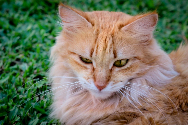 a close up of a cat laying in the grass, fluffy orange skin, looking angry, professional photo