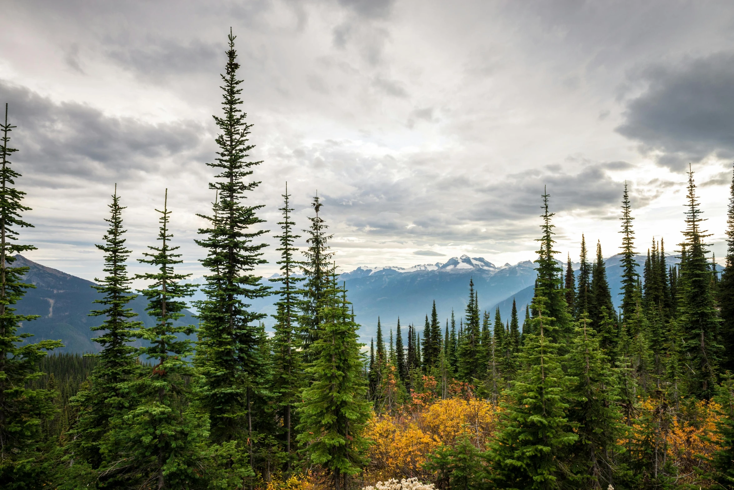 a forest filled with lots of tall green trees, by Jessie Algie, unsplash contest winner, rocky mountains in background, hemlocks, on a cloudy day, british columbia