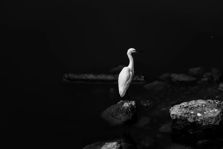 a white bird standing on a rock in the water, a black and white photo, pexels contest winner, portrait of albino mystic, high contrast 8k, crane, standing in a dark