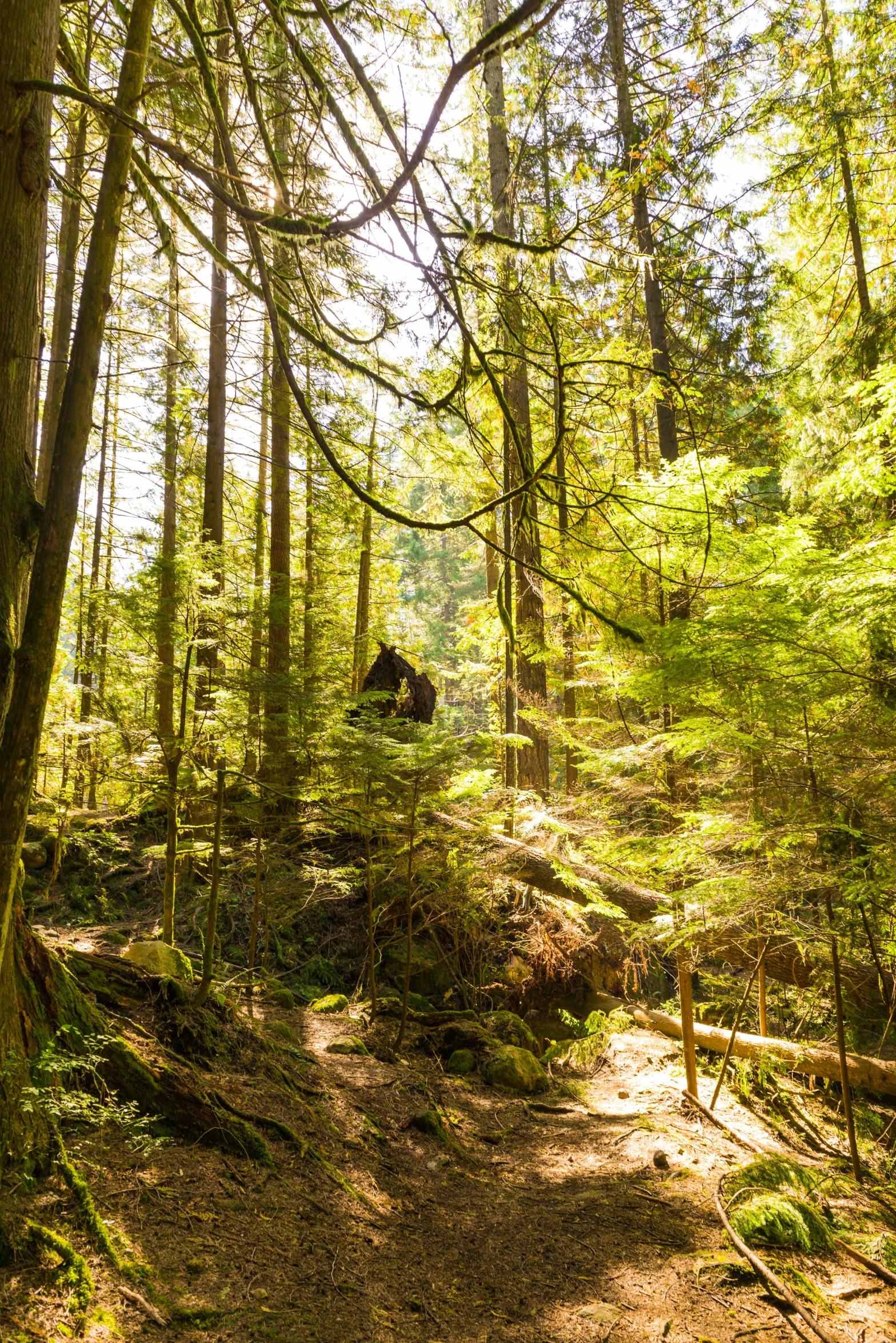 a person riding a bike through a forest, vancouver, slide show, lush scenic landscape, sunlit